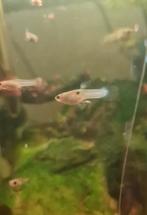 Endler guppen Japan Blue, Dieren en Toebehoren, Vissen | Aquariumvissen, Vis, Zoetwatervis, Schoolvis