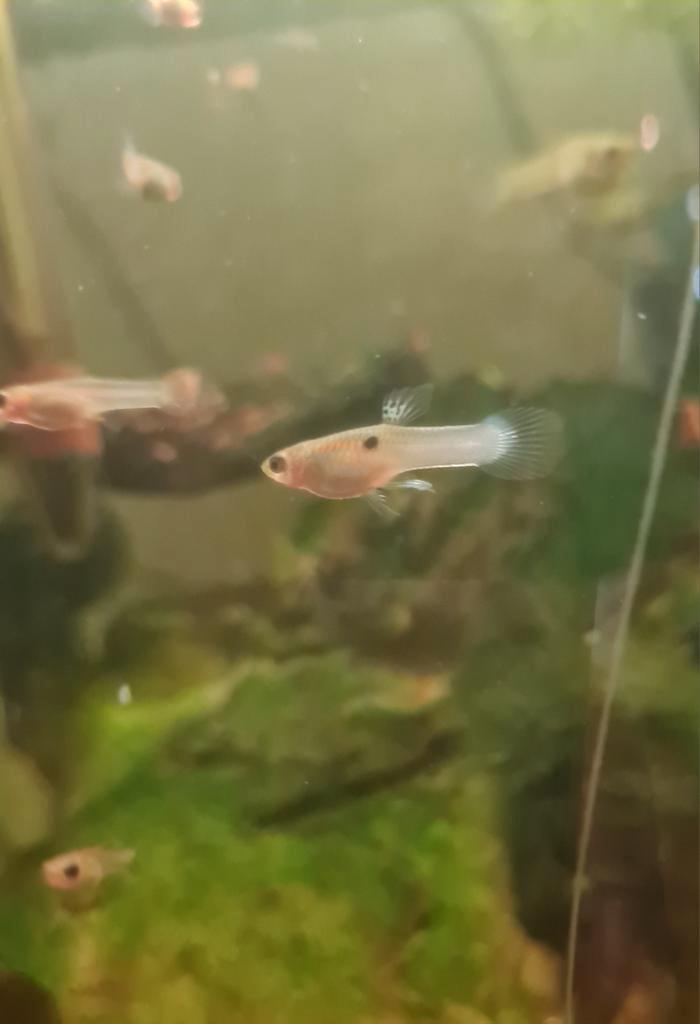 Endler guppen Japan Blue, Dieren en Toebehoren, Vissen | Aquariumvissen, Zoetwatervis, Vis, Schoolvis