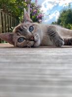 GEZOCHT: knap dekkatertje voor onze Tobi., Dieren en Toebehoren, Katten en Kittens | Dekkaters, 3 tot 5 jaar