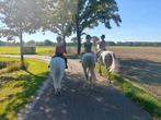 Doortrainen A of B pony, Dieren en Toebehoren, Stalling en Weidegang, Weidegang, 1 paard of pony
