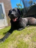 Banjer kruising Labrador/Herder, Dieren en Toebehoren, Honden | Retrievers, Spaniëls en Waterhonden, Particulier, 3 tot 5 jaar