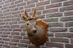 Prachtig opgezet herten /reebok kopje met gewei, Verzamelen, Dierenverzamelingen, Ophalen of Verzenden, Zo goed als nieuw, Hert