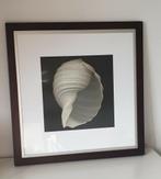 Mooie lijst met afbeelding schelp, Huis en Inrichting, Ophalen, 50 tot 75 cm, Zo goed als nieuw, 50 tot 75 cm