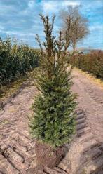Taxus met kluit, Ophalen, Taxus, Haag, 100 tot 250 cm