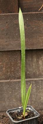 Kleine dadelpalm. (Phoenix dactylifera), Palm, Ophalen of Verzenden, In pot, Minder dan 100 cm