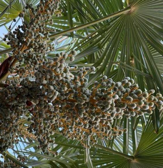 Verse Takken palmboom, decoratie, Trachycarpus Fortunei, Tuin en Terras, Bloembollen en Zaden, Zaad, Gehele jaar, Volle zon, Ophalen of Verzenden