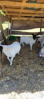 Mooi Dorper ooi, Vrouwelijk, Schaap