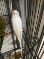 Lovebirds En papegaai, Dieren en Toebehoren, Vogels | Kanaries, Geslacht onbekend, Kleurkanarie