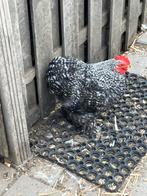 goed huisje gezocht, Dieren en Toebehoren, Pluimvee, Mannelijk, Kip