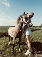 Lieve 4 jarige welsh, Dieren en Toebehoren, Pony's, B, Ruin, Dressuurpony, A pony (tot 1.17m)