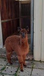 Alpaca hengst  | geboren 25 april 2023, Dieren en Toebehoren, Overige Dieren, Mannelijk