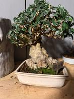 Bonsai Unieke olijf, Tuin en Terras, Planten | Bomen, In pot, Bloeit niet, Halfschaduw, Ophalen of Verzenden