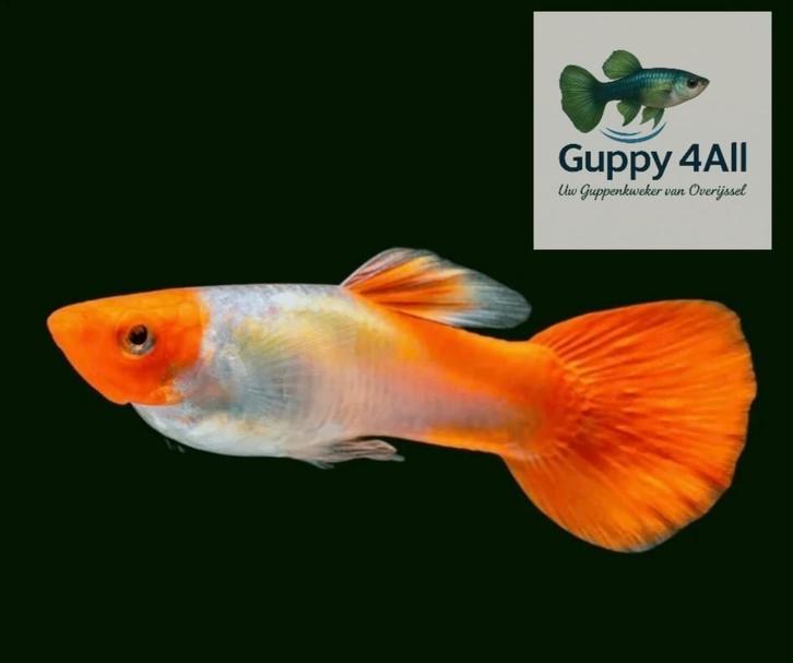 🧡Koi Guppen (Man)🧡, Dieren en Toebehoren, Vissen | Aquariumvissen, Zoetwatervis, Vis, Schoolvis