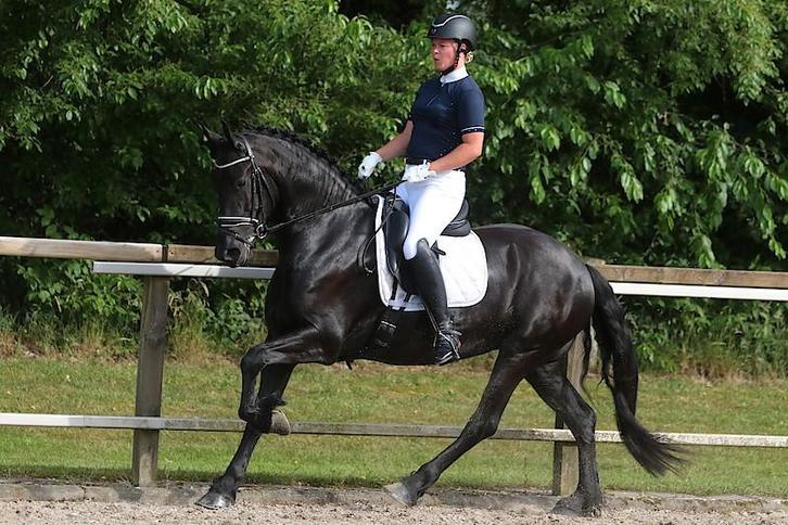 Friese fokmerrie 8 jaar. Epke x Loadewyk, Dieren en Toebehoren, Paarden, Merrie, L, 165 tot 170 cm, 7 tot 10 jaar, Recreatiepaard