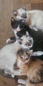 Kruising ragdoll kittens geboren 21 oktober, Dieren en Toebehoren, Katten en Kittens | Overige Katten, Meerdere dieren, Kortharig