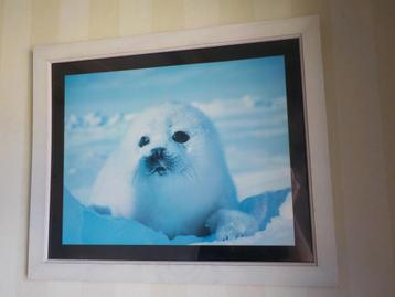 Zeehonden poster in houten frame voor zeehonden kinderkamer beschikbaar voor biedingen