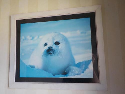Zeehonden poster in houten frame voor zeehonden kinderkamer, Huis en Inrichting, Woonaccessoires | Wanddecoraties, Gebruikt, Ophalen