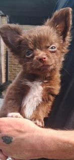 Te koop deze mooie chihuahua/pomchi mix, Dieren en Toebehoren, Honden | Chihuahua's en Gezelschapshonden, Rabiës (hondsdolheid)