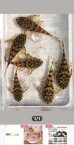 Kweekgroepje L519, Dieren en Toebehoren, Vissen | Aquariumvissen, Vis