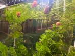 Posthoorn slakjes aquarium, Dieren en Toebehoren, Vissen | Aquariumvissen, Slak of Weekdier