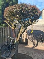 Bolpruimboom - Sierlijke Tuinboom, Tuin en Terras, Planten | Bomen, Ophalen, Volle zon, Overige soorten