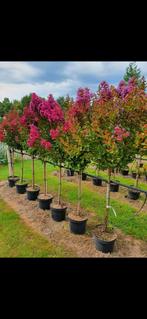 Lagerstroemia indica purple Star  / grote volle bomen ‼️‼️, 250 tot 400 cm, Zomer, Ophalen, Volle zon