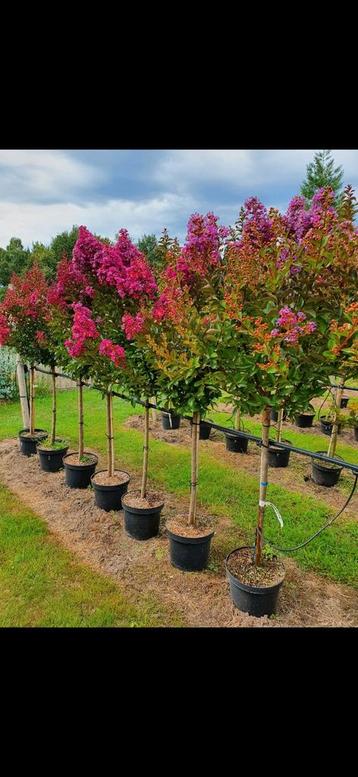 Lagerstroemia indica purple Star  / grote volle bomen ‼️‼️ beschikbaar voor biedingen