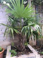 Chinese waaierpalm, Tuin en Terras, Planten | Bomen, Bloeit niet, 100 tot 250 cm, Palmboom, Ophalen