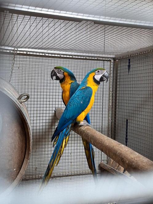 Diverse blauwgele ara's., Dieren en Toebehoren, Vogels | Parkieten en Papegaaien, Papegaai, Meerdere dieren, Tam, Geringd