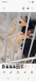Cochinkriel haan krulveer wit, Dieren en Toebehoren, Mannelijk, Kip