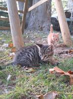 6 lieve boerderijkittens te koop, Dieren en Toebehoren, Katten en Kittens | Overige Katten, Meerdere dieren, Kortharig, 0 tot 2 jaar