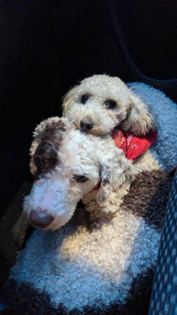 Oppas voor honden, konijnen, cavia beschikbaar voor biedingen