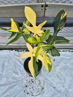 Philodendron Florida Beauty, Overige soorten, In pot, Minder dan 100 cm, Groene kamerplant
