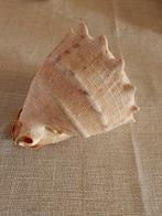 Grote Schelp - Decoratie, Ophalen of Verzenden, Gebruikt