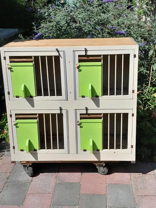 Lichthok van 4, Dieren en Toebehoren, Vogels | Duiven, Postduif, Mannelijk
