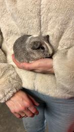 Cavia jonkies beertjes/mannen, Dieren en Toebehoren, Januari, Mannelijk, Cavia
