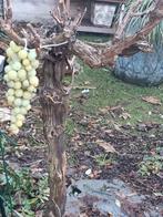 Druivenboom - Prachtige oogst!, Verzenden, Volle zon, Overige soorten