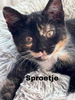 2 Prachtige Kittens – Britse Langhaar x Europese Korthaar, Meerdere dieren, Kortharig, 0 tot 2 jaar