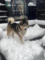 Pomsky Dekreu Blue/Embark, Rabiës (hondsdolheid), Reu, 1 tot 2 jaar, Eén hond