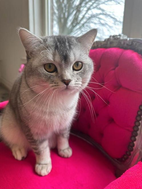Britse kat, Dieren en Toebehoren, Katten en Kittens | Raskatten | Korthaar, Kater