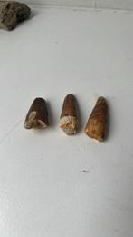 set fossielen, Ophalen of Verzenden, Fossiel