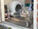 2 katters te koop britse korthaar, Dieren en Toebehoren, Katten en Kittens | Raskatten | Korthaar, Kater, Ontwormd