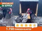 Bleu de landes kippen | Goede leggers | Gezellige kippen, Vrouwelijk, Kip