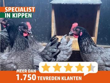 Bleu de landes kippen | Goede leggers | Gezellige kippen beschikbaar voor biedingen