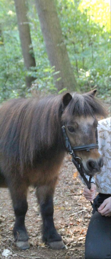 Te koop Lieve mini shetlander merrie, Dieren en Toebehoren, Pony's, Merrie, B, A pony (tot 1.17m), Recreatiepony, 11 jaar of ouder