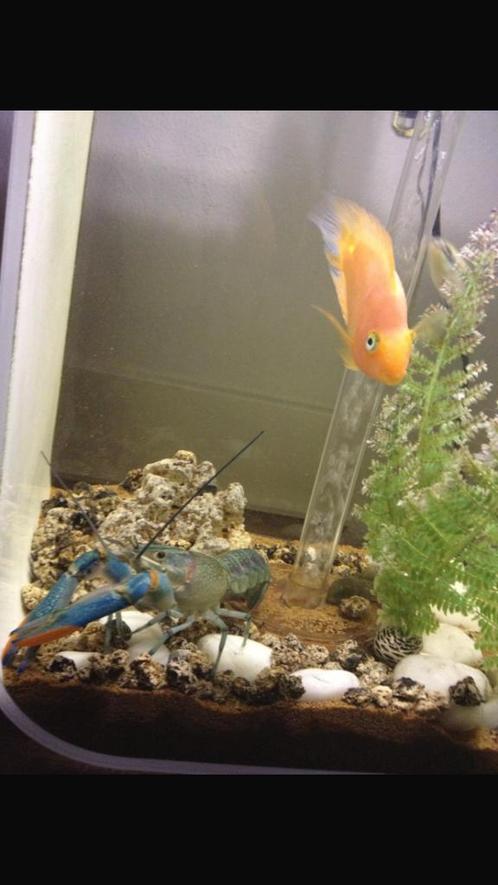 Aquarium Biorb Life 60 ltr wit, Dieren en Toebehoren, Vissen | Aquaria en Toebehoren, Gebruikt, Leeg aquarium, Ophalen