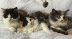 Half ragdoll, half europesese korthaar kittens, Poes, Ontwormd