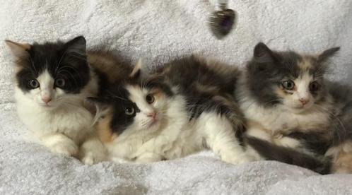 Half ragdoll, half europesese korthaar kittens, Dieren en Toebehoren, Katten en Kittens | Raskatten | Langhaar, Poes, Ontwormd