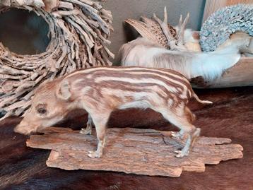 Frisling wild zwijn taxidermie opgezette dieren beschikbaar voor biedingen