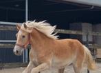 Super leuke 1,5 jarige haflinger ruin, Ruin, E pony (1.48m - 1.57m), Gechipt, 0 tot 2 jaar